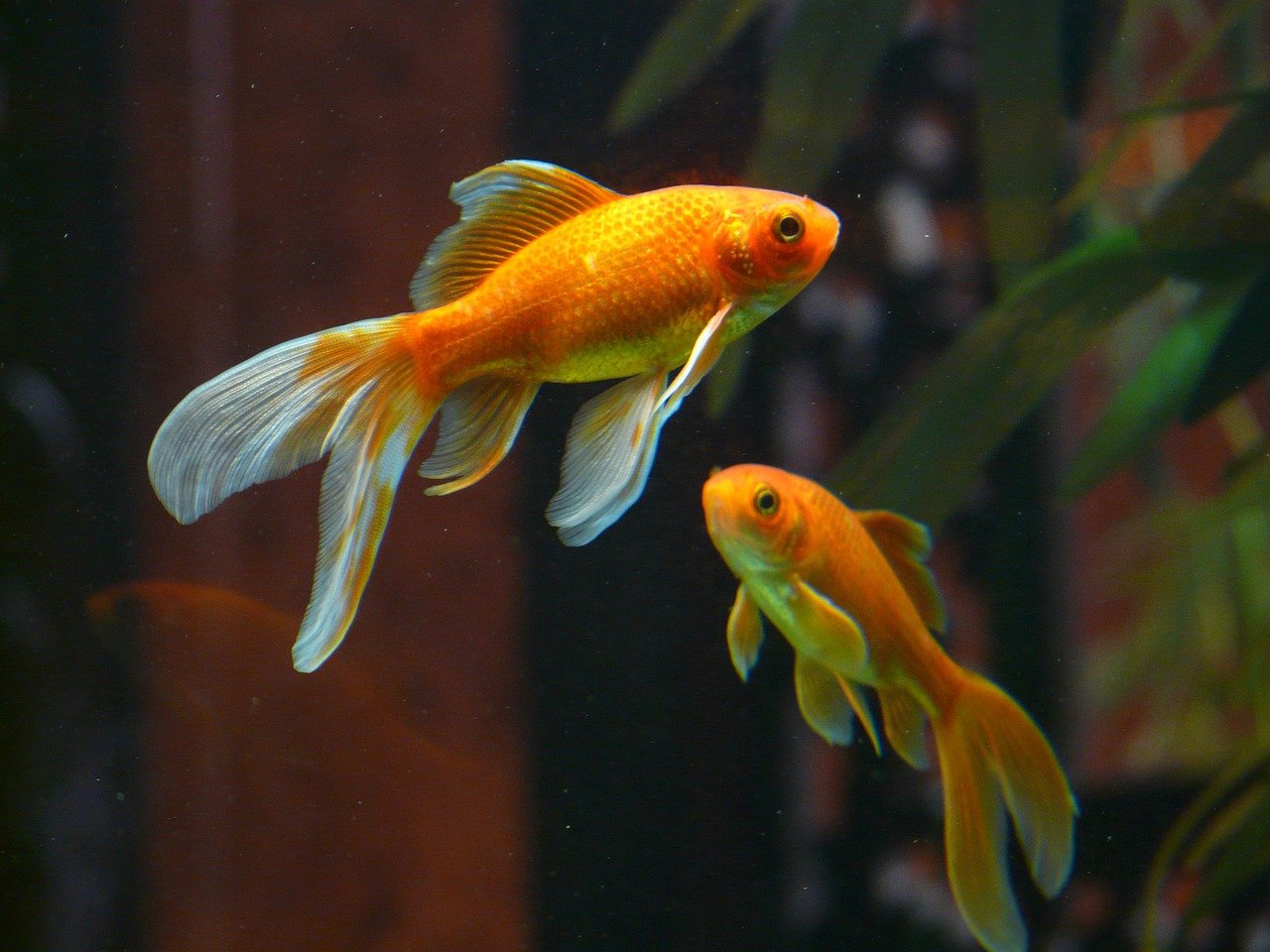 4 rodzaje rozmiarów akwarium i dlaczego powinieneś o nich wiedzieć