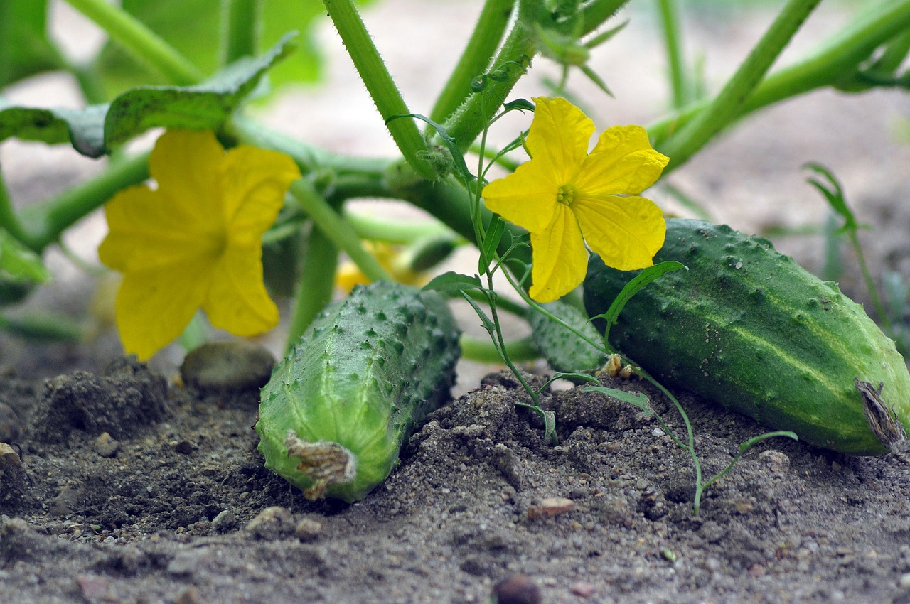 3 Proste sposoby na uprawę żółtych ogórków w domowym ogrodzie