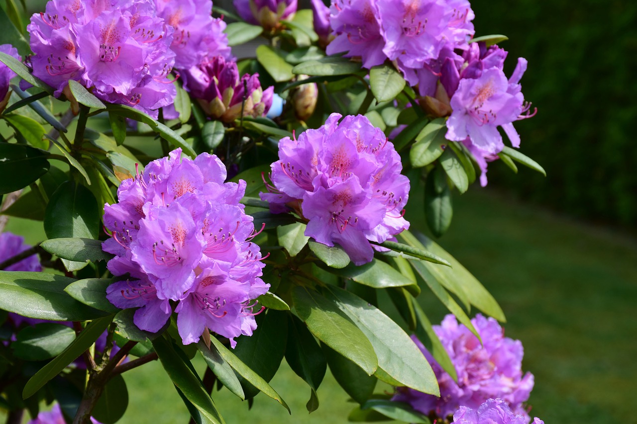3 skuteczne sposoby na uprawę Rhododendron Yakushimanum w ogrodzie domowym