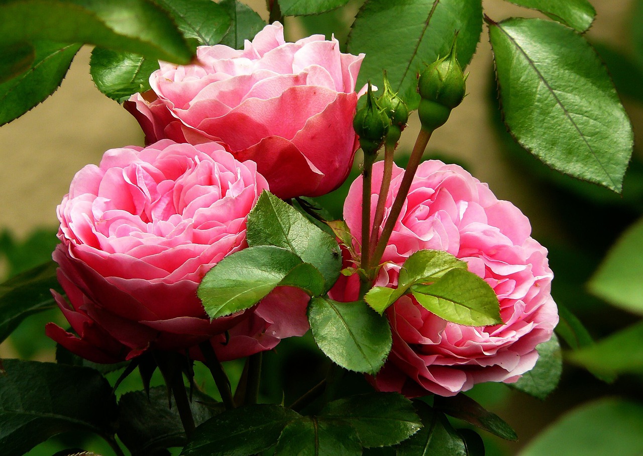 Top 10 sposobów na wyhodowanie pięknych różanych rabatek